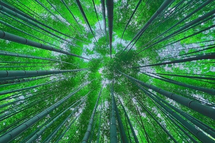 Step into the serenity of Ahopsan Forest where towering bamboo creates a lush canopy inviting travelers to soak in the natural beauty and history showcased in popular dramas.